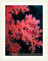 Soft Coral